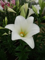 [4111 Global Harmony Mak No202.JPG]